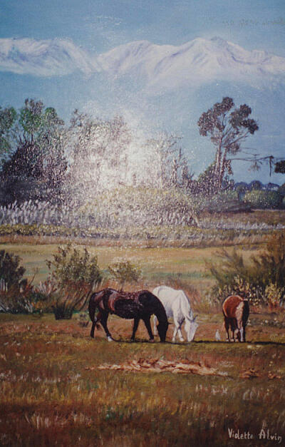 Chevaux paissant devant le Canigou